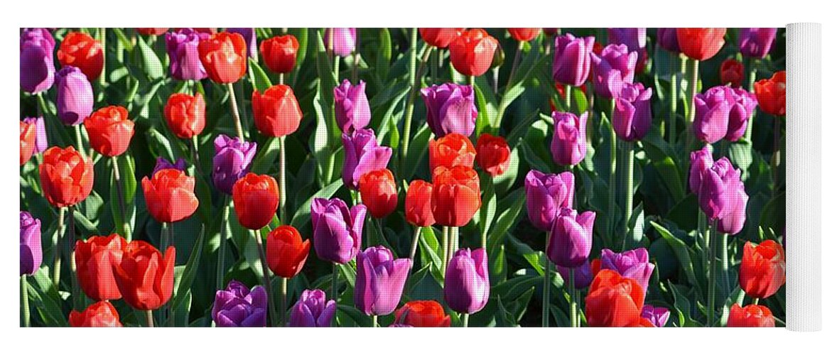 Tulips Yoga Mat featuring the photograph Bed of Tulips by Toby McGuire
