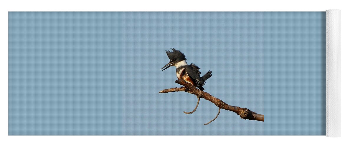 Belted Kingfisher Yoga Mat featuring the photograph Belted Kingfisher by Barbara Bowen