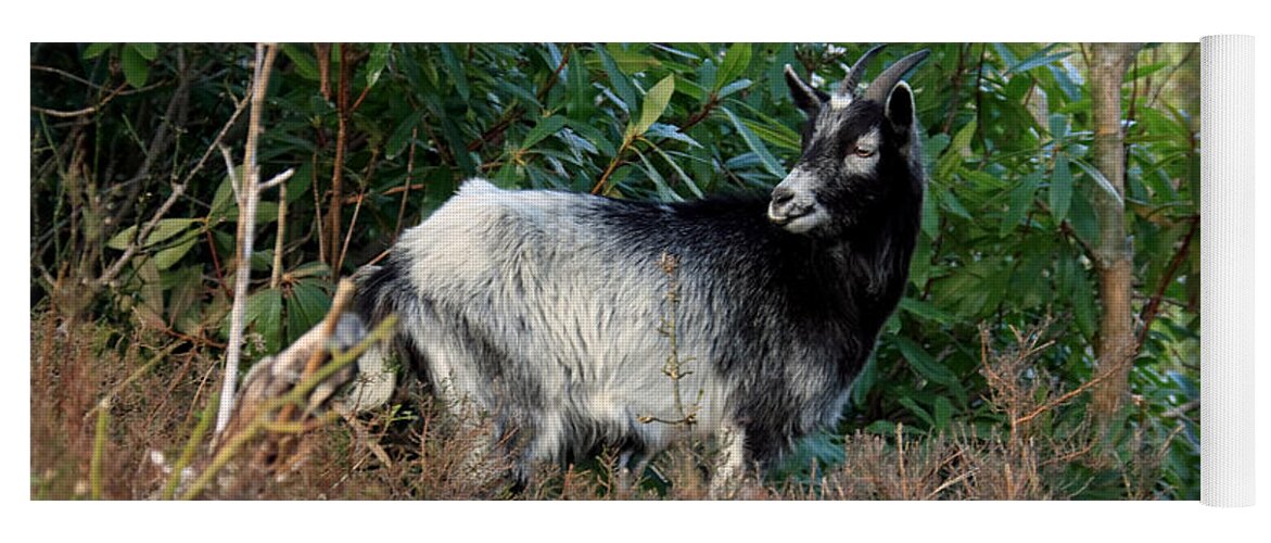 Goat Yoga Mat featuring the photograph Kerry Mountain Goat by Aidan Moran