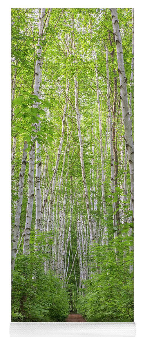Birch Yoga Mat featuring the photograph Birch Path Spring #2 by White Mountain Images