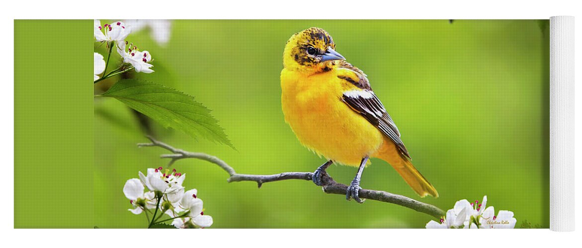 Bird Yoga Mat featuring the photograph Bird and Blooms - Baltimore Oriole by Christina Rollo