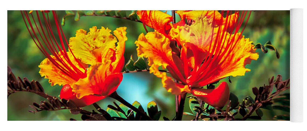 Flower Yoga Mat featuring the photograph Bird Of Paradise by Robert Bales
