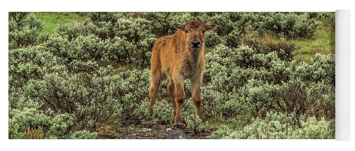 Bison Yoga Mat featuring the photograph Bison Calf In Spring Rain by Yeates Photography