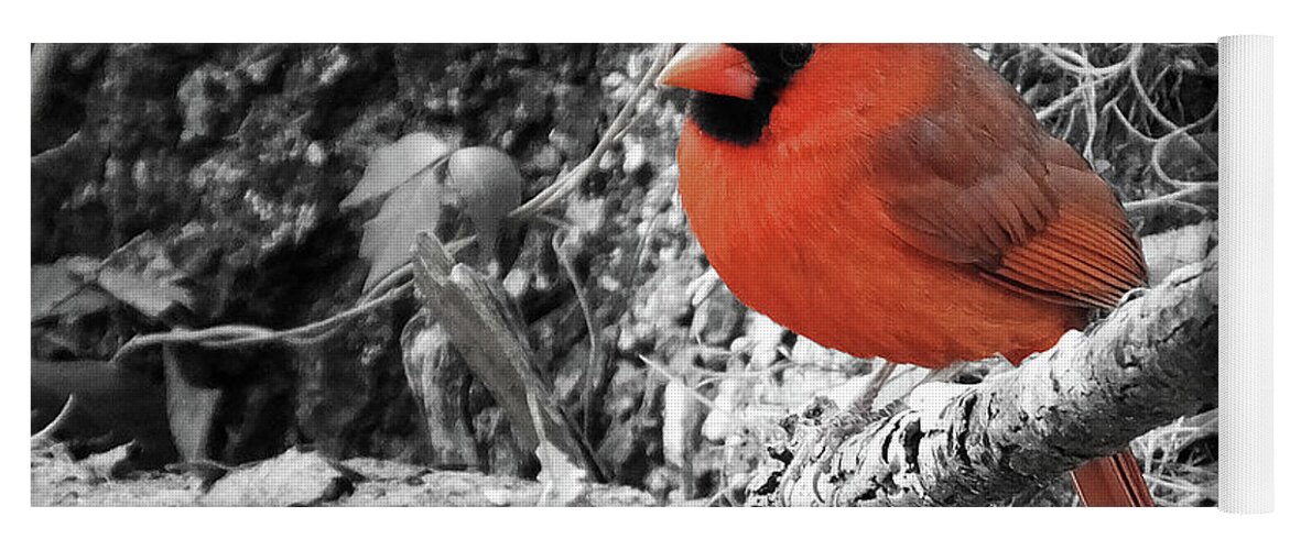 Cardinal Yoga Mat featuring the photograph Black and White and Red by Judy Wanamaker