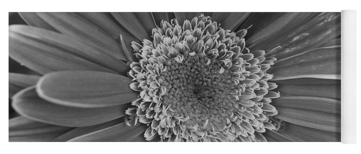 Flower Yoga Mat featuring the photograph Black and White Gerber Daisy 4 by Amy Fose