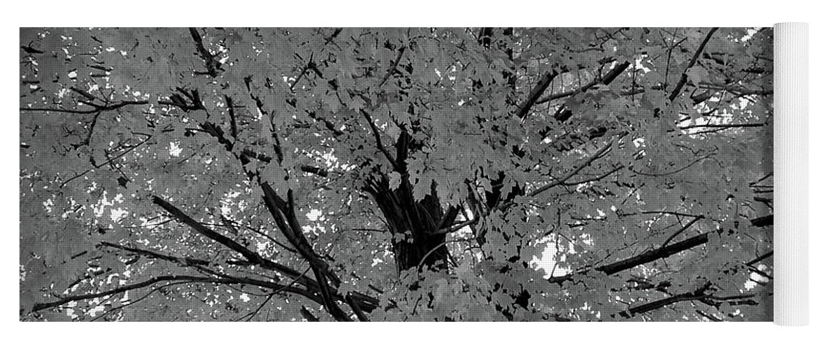 Autumn Yoga Mat featuring the photograph Black and White Golden Tree by Aimee L Maher ALM GALLERY