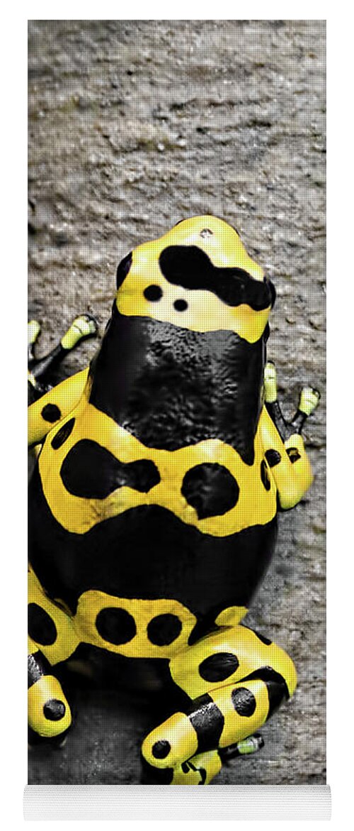 Frog Yoga Mat featuring the photograph Black and Yellow Poison Dart Frog by Barbara McMahon