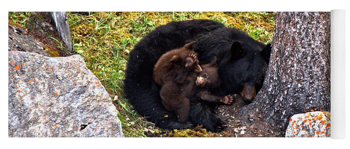 Black Bears Yoga Mat featuring the photograph Black Bear Family Nap by Adam Jewell