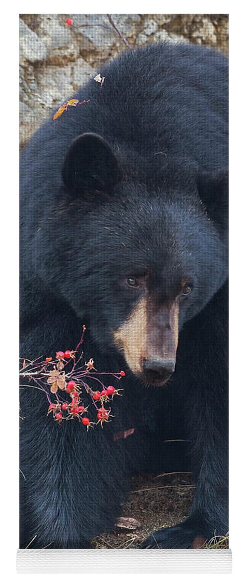 Mark Miller Photos Yoga Mat featuring the photograph Black Bear in Fall Eating Berries, Yellowstone National Park by Mark Miller