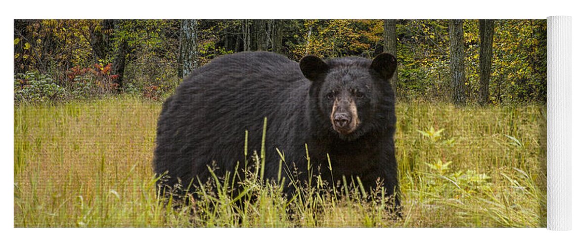 Wildlife Yoga Mat featuring the photograph Black Bear in the Grass by Randall Nyhof