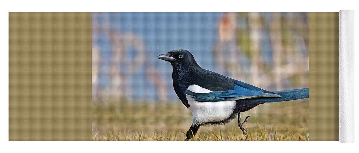 Black-billed Magpie Yoga Mat featuring the photograph Black-billed Magpie by Mark Miller