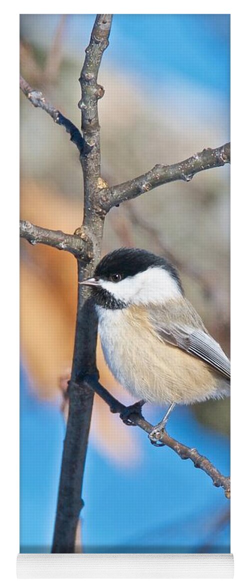 Tagspoecile Yoga Mat featuring the photograph Black Capped Chickadee 1140 by Michael Peychich
