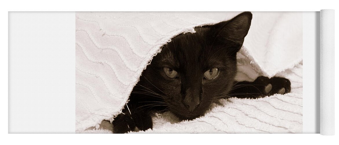 Horizontal Photograph Yoga Mat featuring the photograph Black Cat in Chenille by Valerie Collins