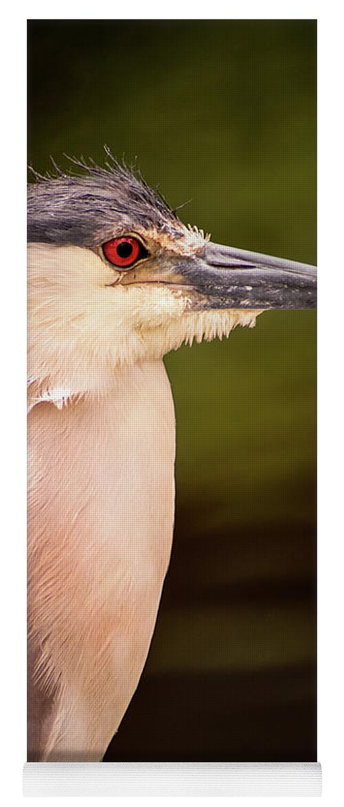 Bird Yoga Mat featuring the photograph Black Crowned Night Heron in Frederick by Don Johnson