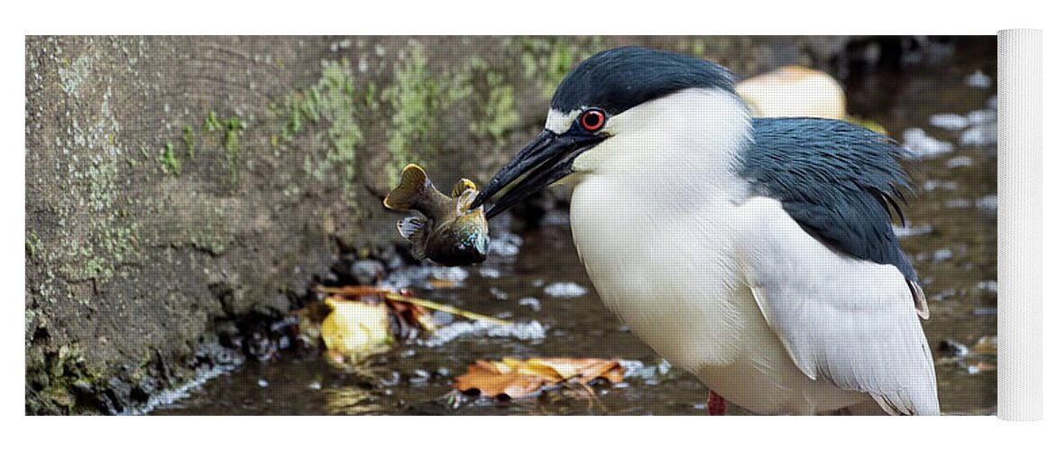 Black Crowned Night Heron Yoga Mat featuring the photograph Black crowned night heron stuffing his face. by Sam Rino