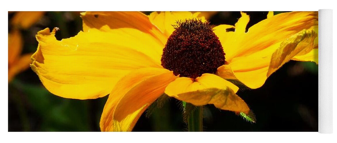 Black-eyed Susan Yoga Mat featuring the photograph Black-eyed Susan by Michiale Schneider
