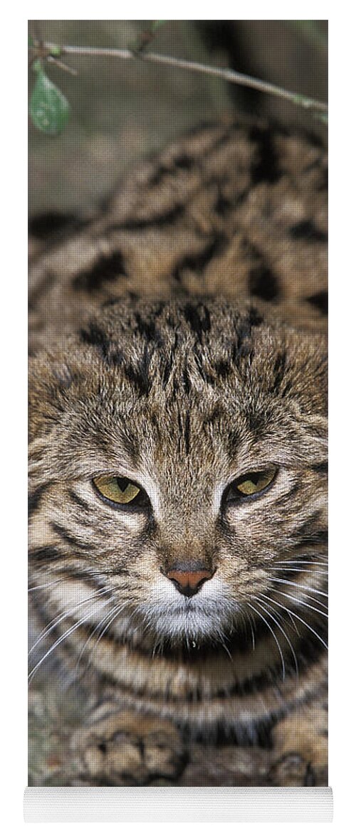 Adult Yoga Mat featuring the photograph Black-footed Cat Felis Nigripes by Gerard Lacz