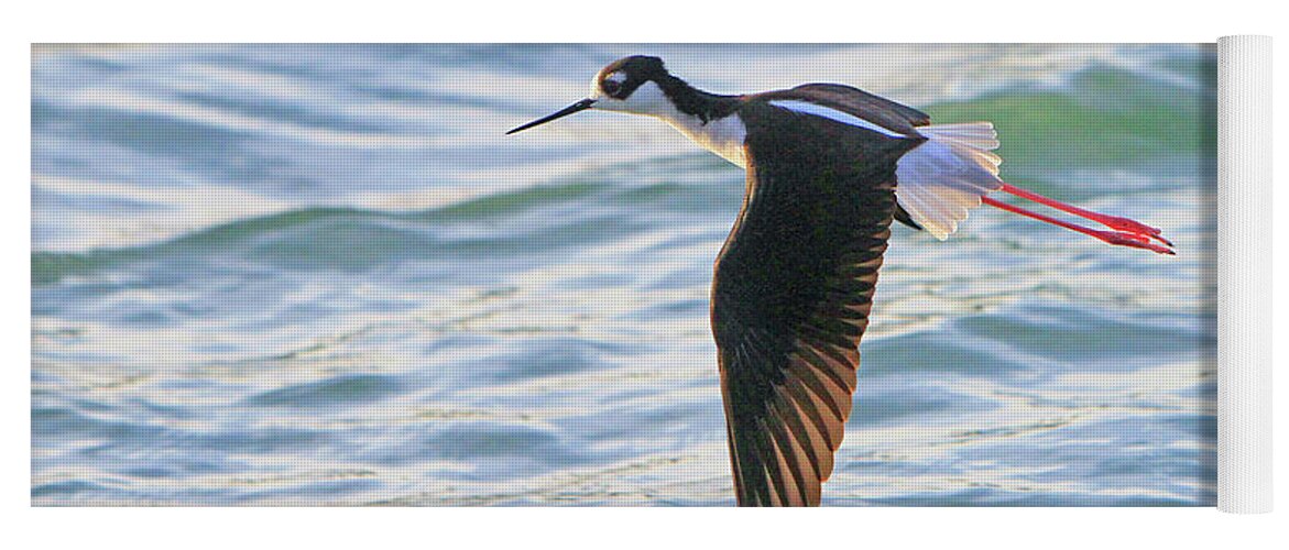 Bird Yoga Mat featuring the photograph Black-necked Stilt 8 by Shoal Hollingsworth