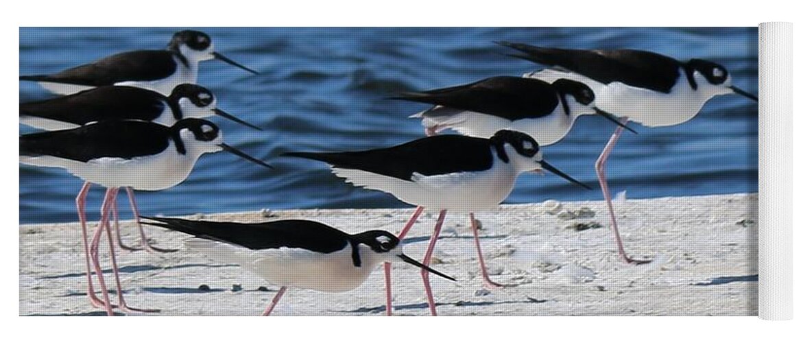 Black Yoga Mat featuring the photograph Black-Necked Stilts by Christy Pooschke