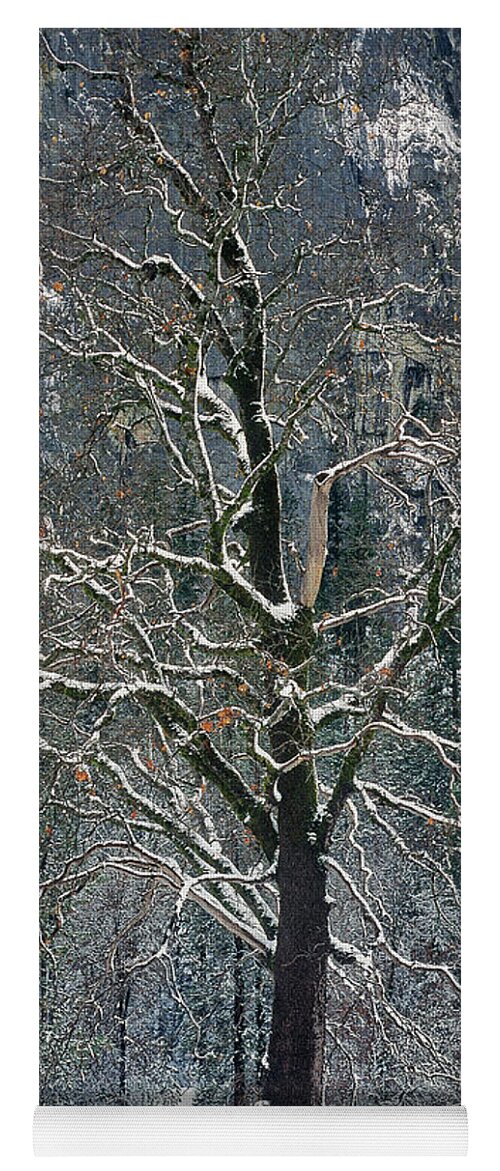 Black Oak Yoga Mat featuring the photograph Black Oak Quercus Kelloggii With Dusting Of Snow by Dave Welling