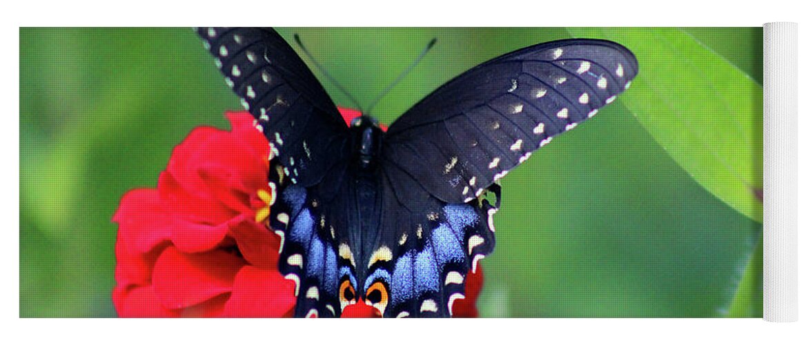 Butterfly Yoga Mat featuring the photograph Black Swallowtail Butterfly on Red Zinnia by Karen Adams