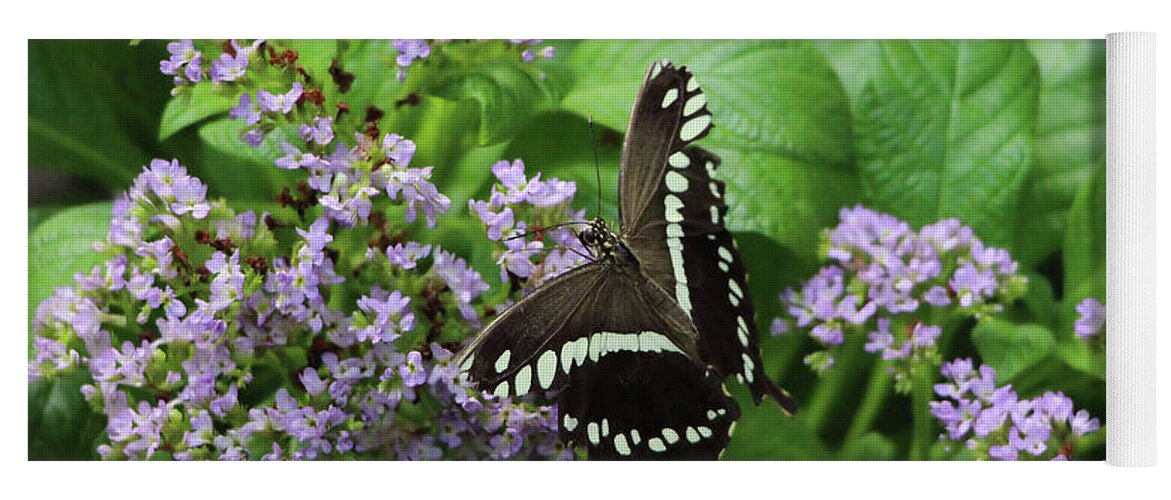 Papilio Polyxenes Yoga Mat featuring the photograph Black Swallowtail Butterfly by Sandra Huston