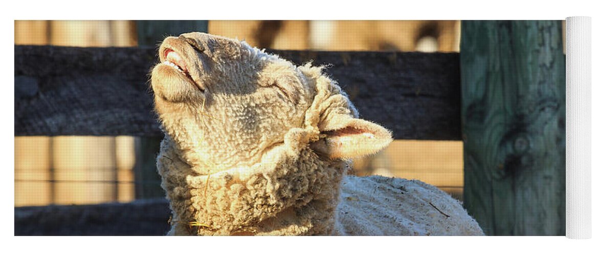 Farm Yoga Mat featuring the photograph Bleating Sheep by Joni Eskridge