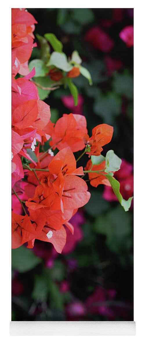Bougainvillea Yoga Mat featuring the photograph Blooming Bougainvillea- Photography by Linda Woods by Linda Woods