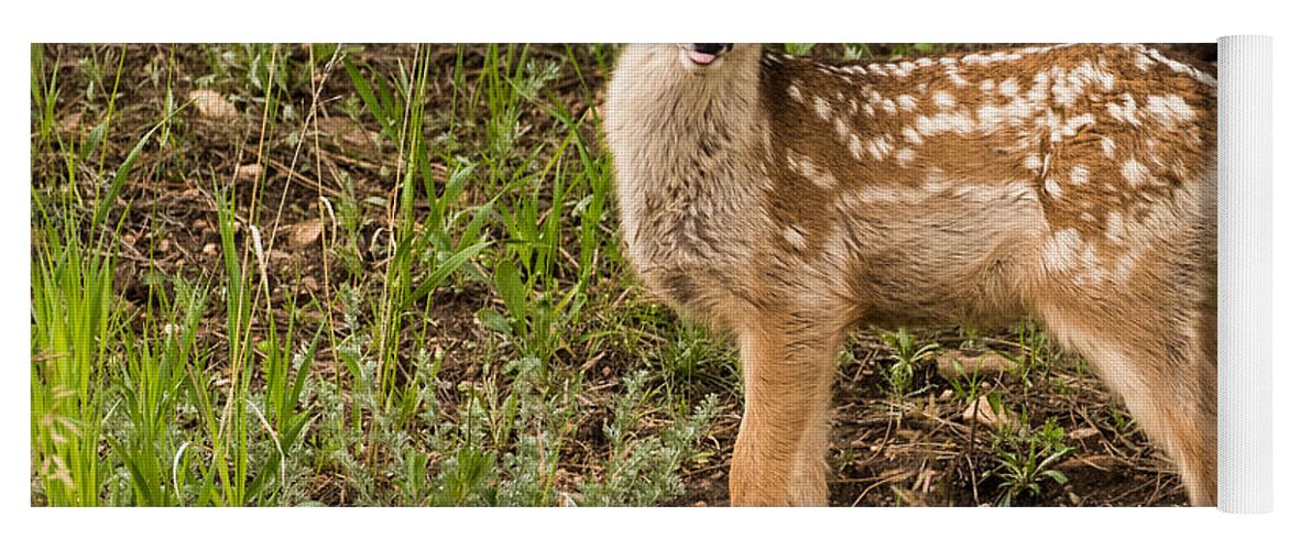 Mule Deer Yoga Mat featuring the photograph Blowing a Big Raspberry by Mindy Musick King