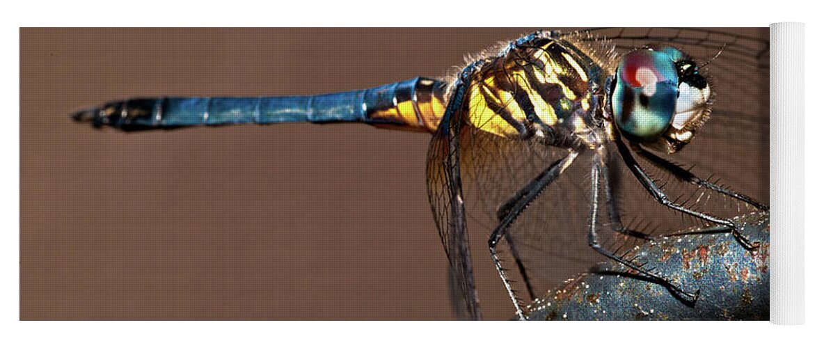 Dragonfly Yoga Mat featuring the photograph Blue and Gold Dragonfly by Christopher Holmes