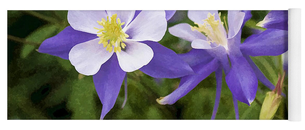 Colorado Yoga Mat featuring the photograph Blue Columbine Wildflower - Oil Paint by Teri Virbickis