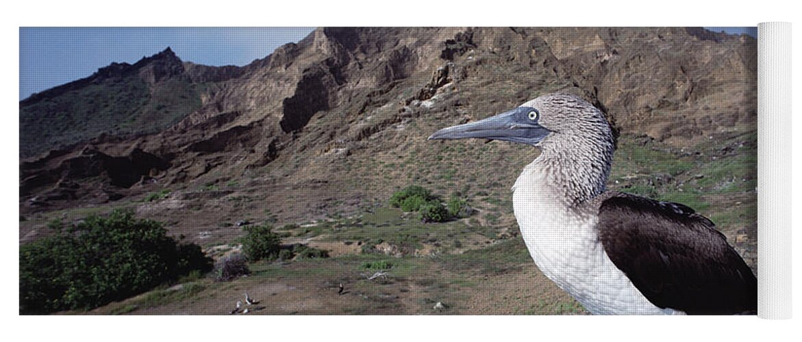 00143640 Yoga Mat featuring the photograph Blue-footed Booby Galapagos by Tui De Roy