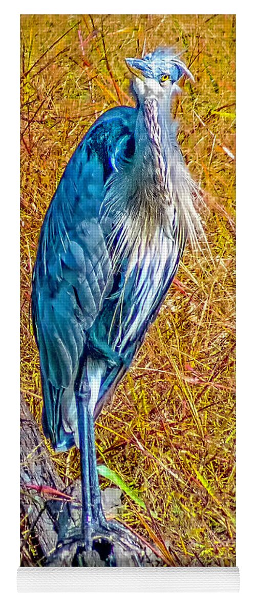 Blackwater Yoga Mat featuring the photograph Blue Heron in Maryland by Nick Zelinsky Jr