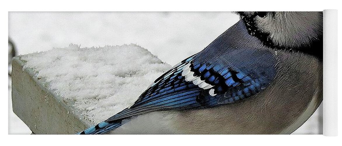 Blue Jay Yoga Mat featuring the photograph Blue Jay Begging for Another Peanut on a Snowy Day by Linda Stern