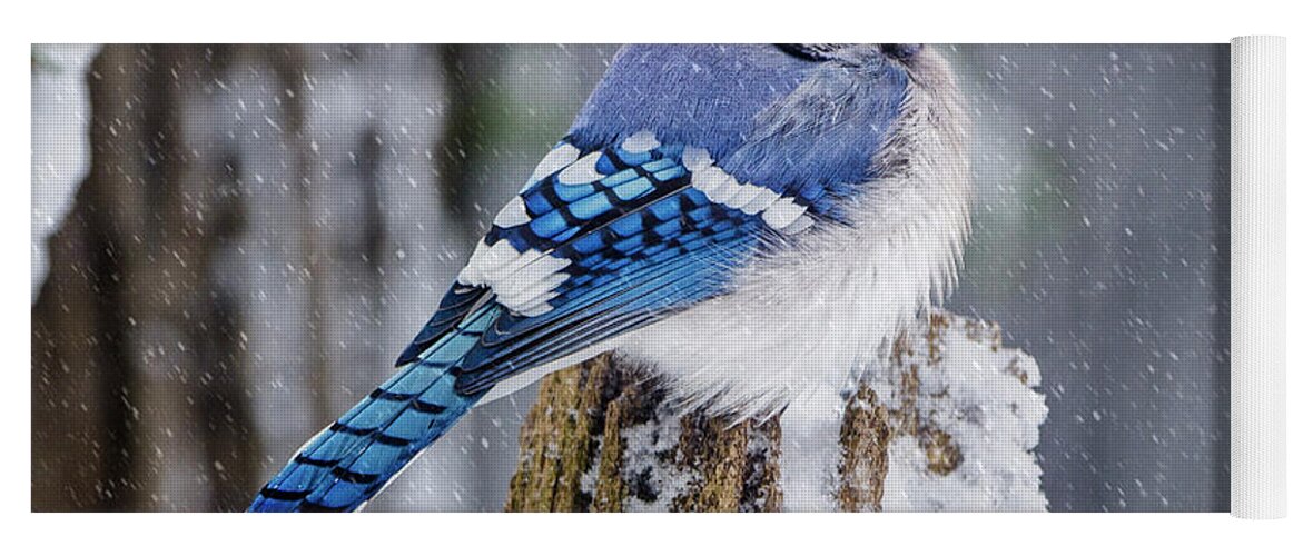 Blue Jay Yoga Mat featuring the photograph Blue Jay on Snowy Post by Peg Runyan