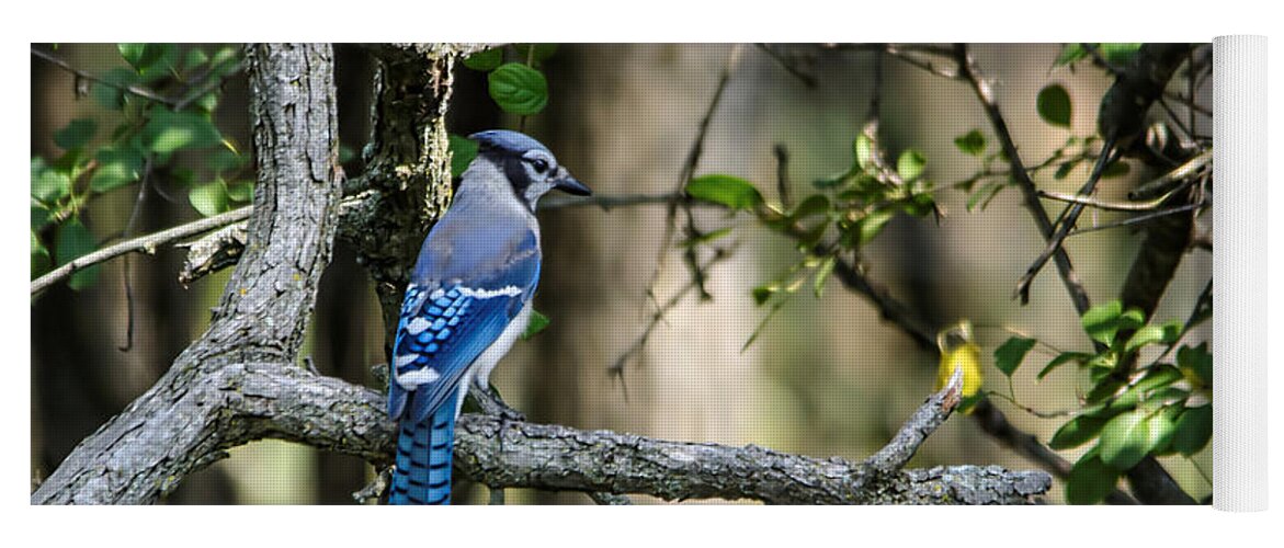 Blue Jay Yoga Mat featuring the photograph Blue Jay by Peter Ponzio