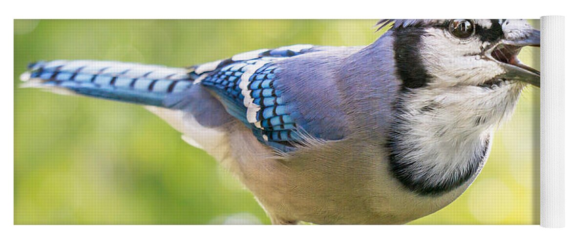 Blue Jay Yoga Mat featuring the photograph Blue Jay calling by Jim Hughes