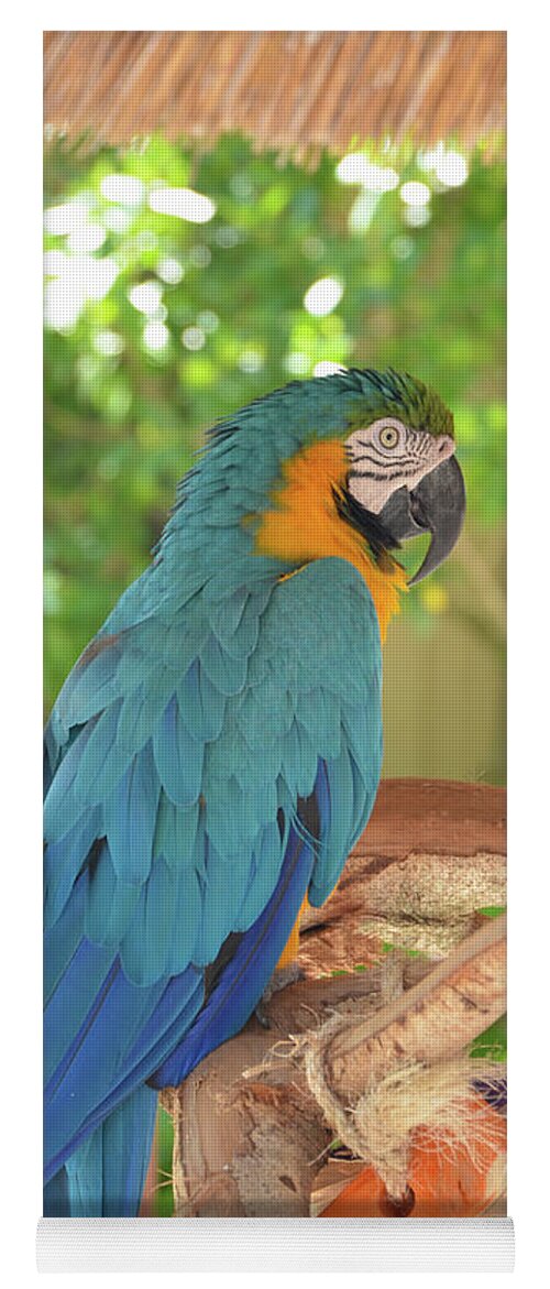 Parrot Yoga Mat featuring the photograph Blue Parrot with a Toy by Artful Imagery