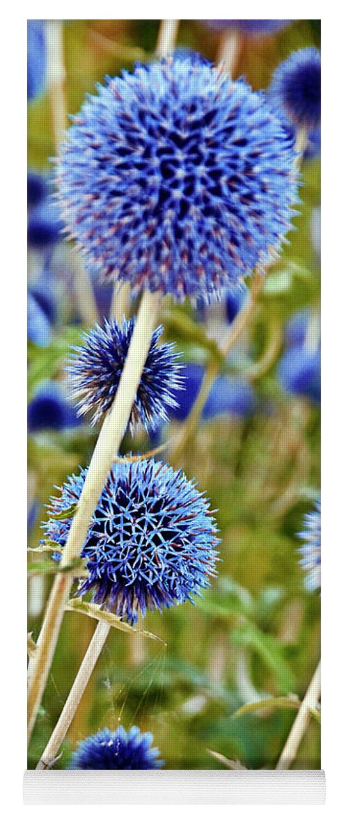 Blue Wild Thistle Yoga Mat featuring the photograph Blue Wild Thistle by Silva Wischeropp