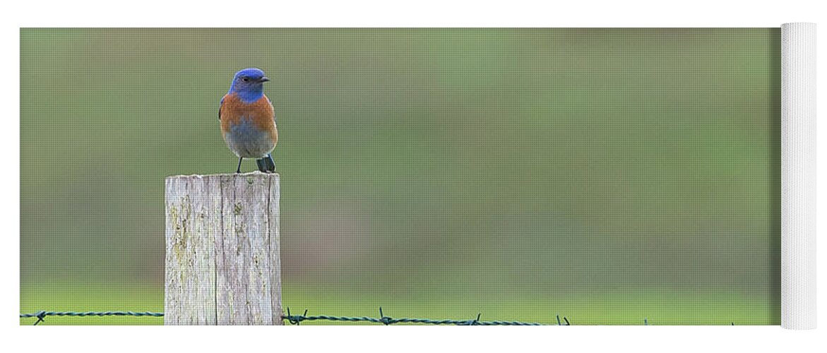 Pt Reyes 2015 3 Yoga Mat featuring the photograph Blues by Kevin Dietrich