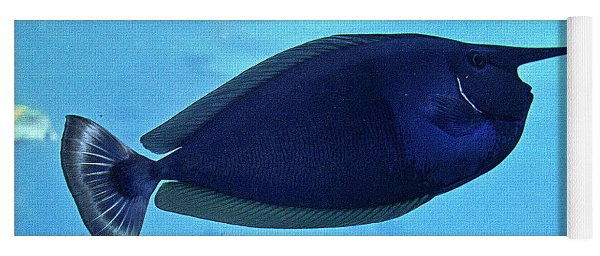 Fish Yoga Mat featuring the photograph Bluespine Unicorn Fish by Miroslava Jurcik