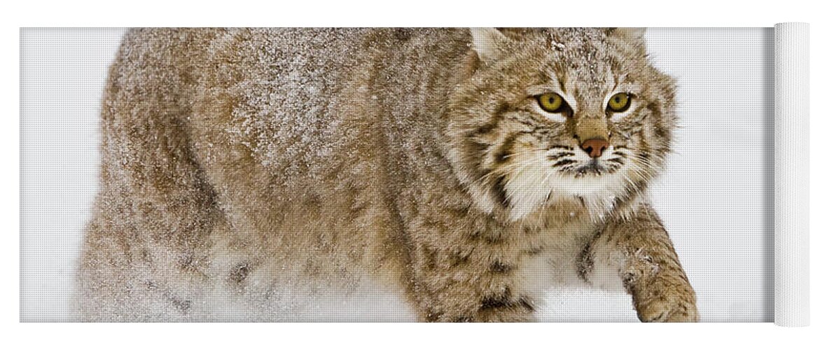Bobcat Yoga Mat featuring the photograph Bobcat in Snow by Jerry Fornarotto