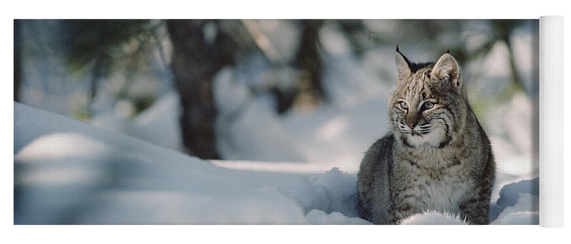 Mp Yoga Mat featuring the photograph Bobcat Lynx Rufus Adult Resting In Snow by Michael Quinton