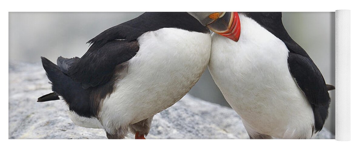 Atlantic Puffin Yoga Mat featuring the photograph Bonded and Banded by Tony Beck