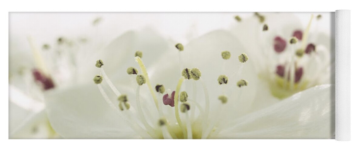 White Pear Flower Yoga Mat featuring the photograph Bradford Pear Flower by Iris Richardson