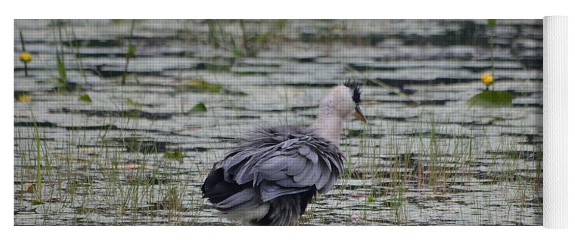 Great Blue Heron Yoga Mat featuring the photograph Breezy Blue- Great Blue Heron by David Porteus