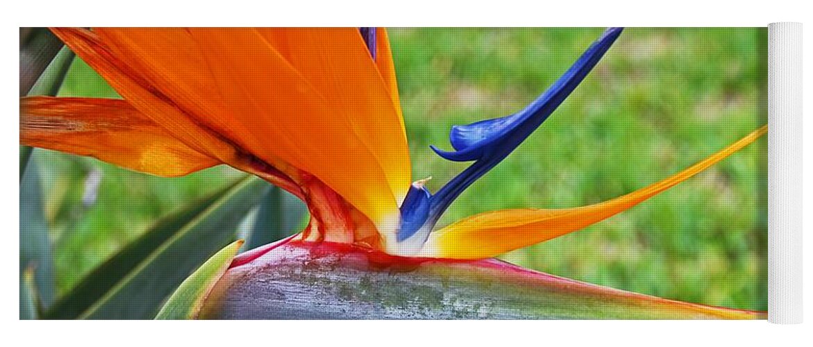 Bird Of Paradise Yoga Mat featuring the photograph Bright Bird by Michiale Schneider