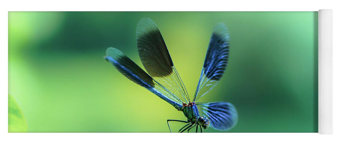 Countryside Yoga Mat featuring the photograph Broad-winged Damselfly, Dragonfly by Amanda Mohler