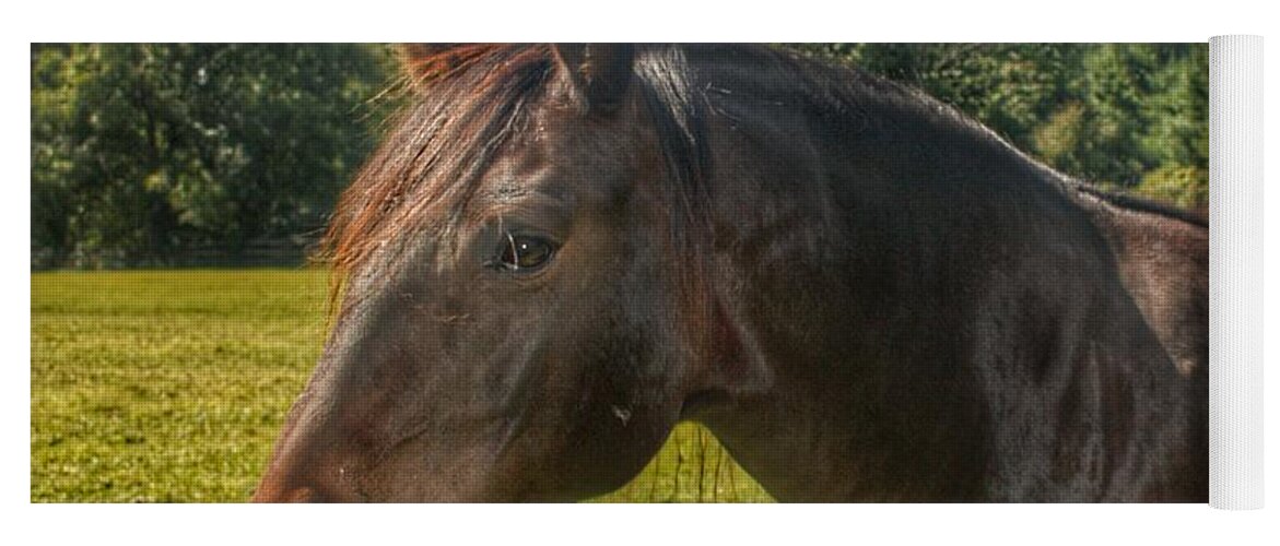 Horse Yoga Mat featuring the photograph 1001 - Brown Beauty I by Sheryl L Sutter