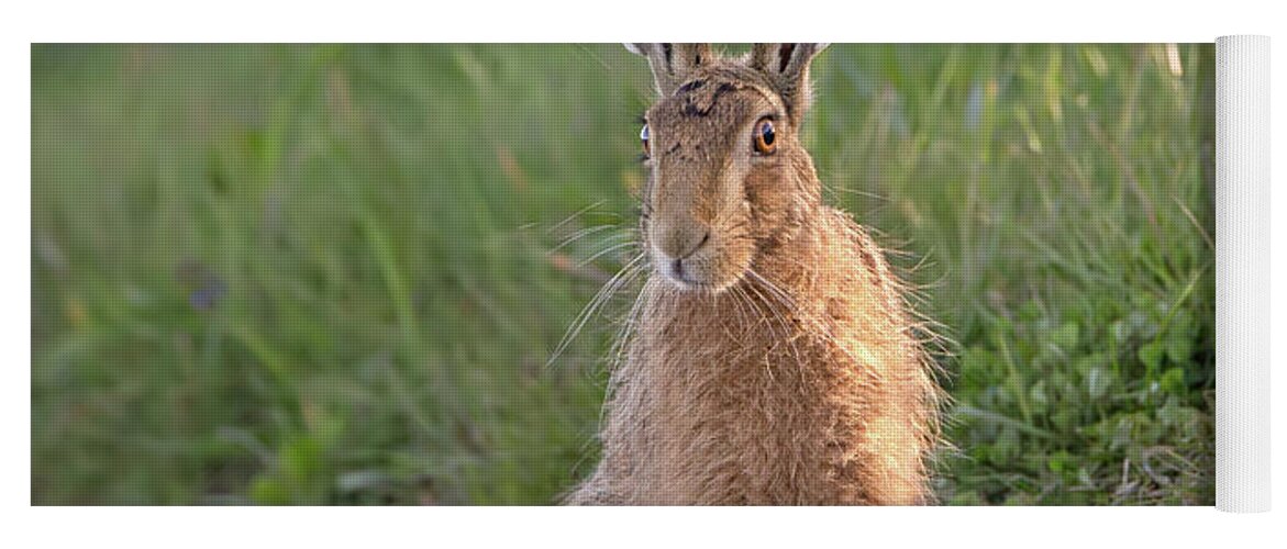 Brown Yoga Mat featuring the photograph Brown Hare Sat On Track At Dawn by Pete Walkden